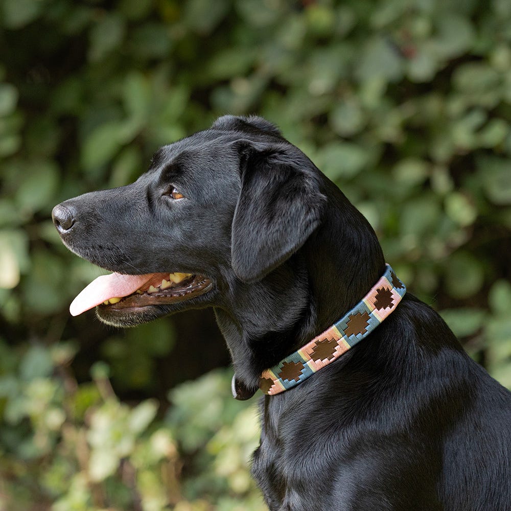 Benji &amp; Flo Sublime Polo Leather Dog Collar image 7